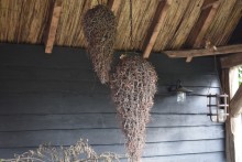 Druppel hanger Bonsai takken L