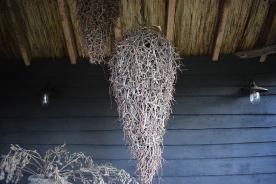 Druppel hanger Bonsai takken L