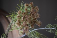 Kunsttak Queen Anne's Lace Green Mist .