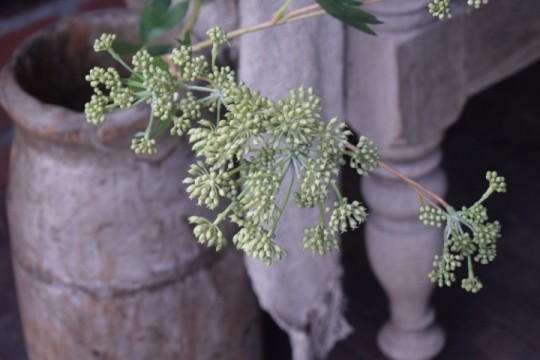 Angelica Stem kunsttak.