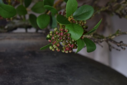 Kunsttak Viburnum 