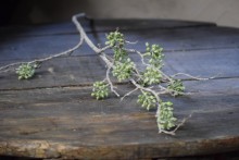 Kunst tak Viburnum