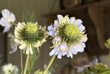 Veld boeket Blauw / Groen
