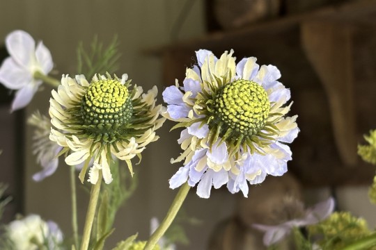 Veld boeket Blauw / Groen