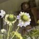 Veld boeket Blauw / Groen