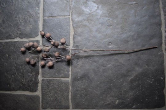 Mespulus Stem Brown.