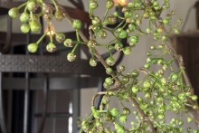 Kunst Rozenbotteltak Groen