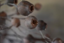 Mespulus Stem Brown.