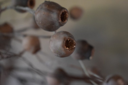 Mespulus Stem Brown.