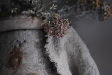 Bouvardia Stem Grey.