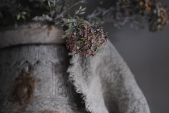 Bouvardia Stem Grey.