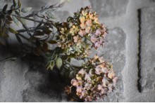 Bouvardia Stem Grey.