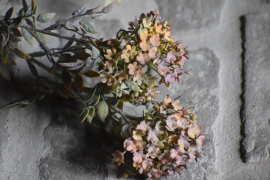 Bouvardia Stem Grey.