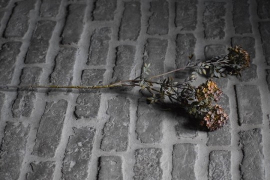 Bouvardia Stem Grey.