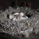 Bonsai nest Grey 