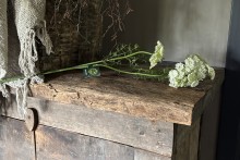 Witte Queen Ann Lace