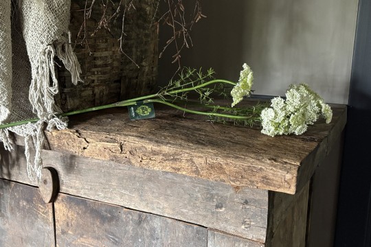 Witte Queen Ann Lace