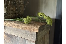Groene Queen Ann Lace 