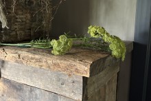 Groene Queen Ann Lace 