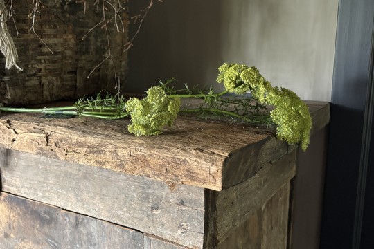Groene Queen Ann Lace 
