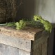 Groene Queen Ann Lace 