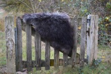 IJslandse schapenvacht zwart / bruin