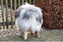 Schapenvachtje krukje IJslands