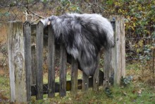 IJslands schapenvacht, nr 4