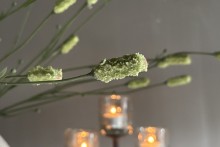 Burnet Spray groen