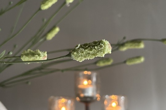 Burnet Spray groen