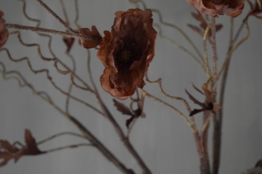 Klaproos Roestbruin.