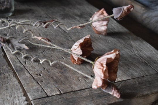 Klaproos Roestbruin.