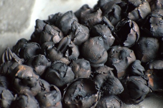 Krans Coco fruit Black