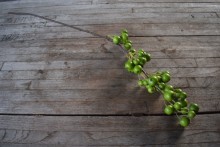 Kunsttak Malus groen.