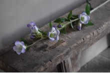 Kunst Campanula wit- blauw.