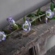 Kunst Campanula wit- blauw.
