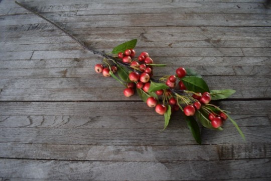 Kunsttak bruin met rode appeltjes