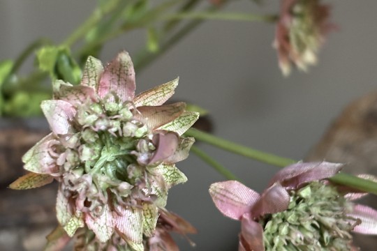 Astrantia Spray  