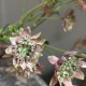 Astrantia Spray  